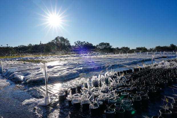 Irrigation forms protective ice on frost-sensitive plants at a Florida nursery during freezing temperatures.