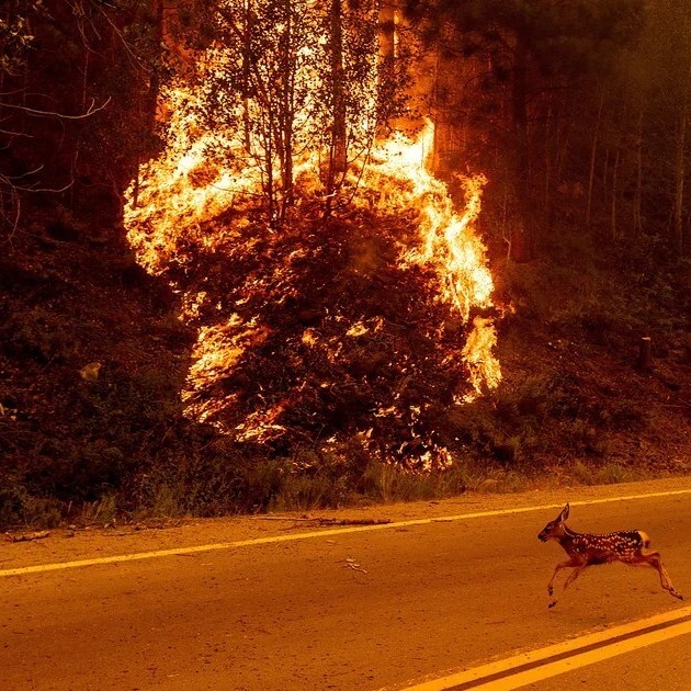 Long-term exposure to wildfire smoke (PM2.5) causes about 24,100 deaths annually in the U.S. Climate change increases the frequency of wildfires, worsening air pollution and health impacts. https://t.co/oB2RiJBosv - cbs