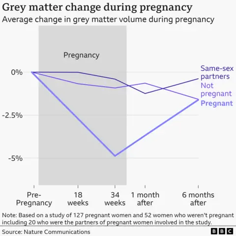 Line graph showing average grey matter volume change during pregnancy. Three lines compare pregnant women, non-pregnant women, and same-sex partners from pre-pregnancy through 18 weeks, 34 weeks, one month after birth, and six months after birth. Pregnant women show a marked decrease in grey matter volume to about -5% by 34 weeks, then a partial recovery by six months after birth. Non-pregnant women and same-sex partners show only small fluctuations around 0%.