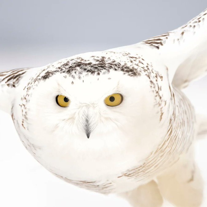 #WORLD UN body grants international protection to 40 new migratory species https://t.co/UatBLnfqpb https://t.co/C5FA6di7Hl - X / axadletm