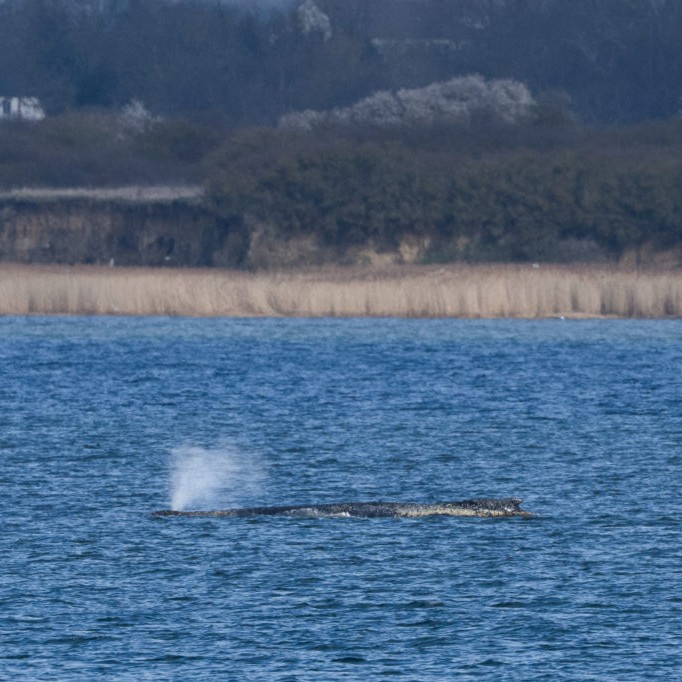 Left: A humpback whale lies on a sandbank in the shallow waters at Wismar Bay in the Baltic Sea, after having moved overnight, near Wismar, Germany, March 29, 2026. Photo by Annegret Hilse/Reuters - Annegret Hilse/Reuters